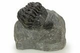 Wide Enrolled Austerops Trilobite - Morocco #323180-3
